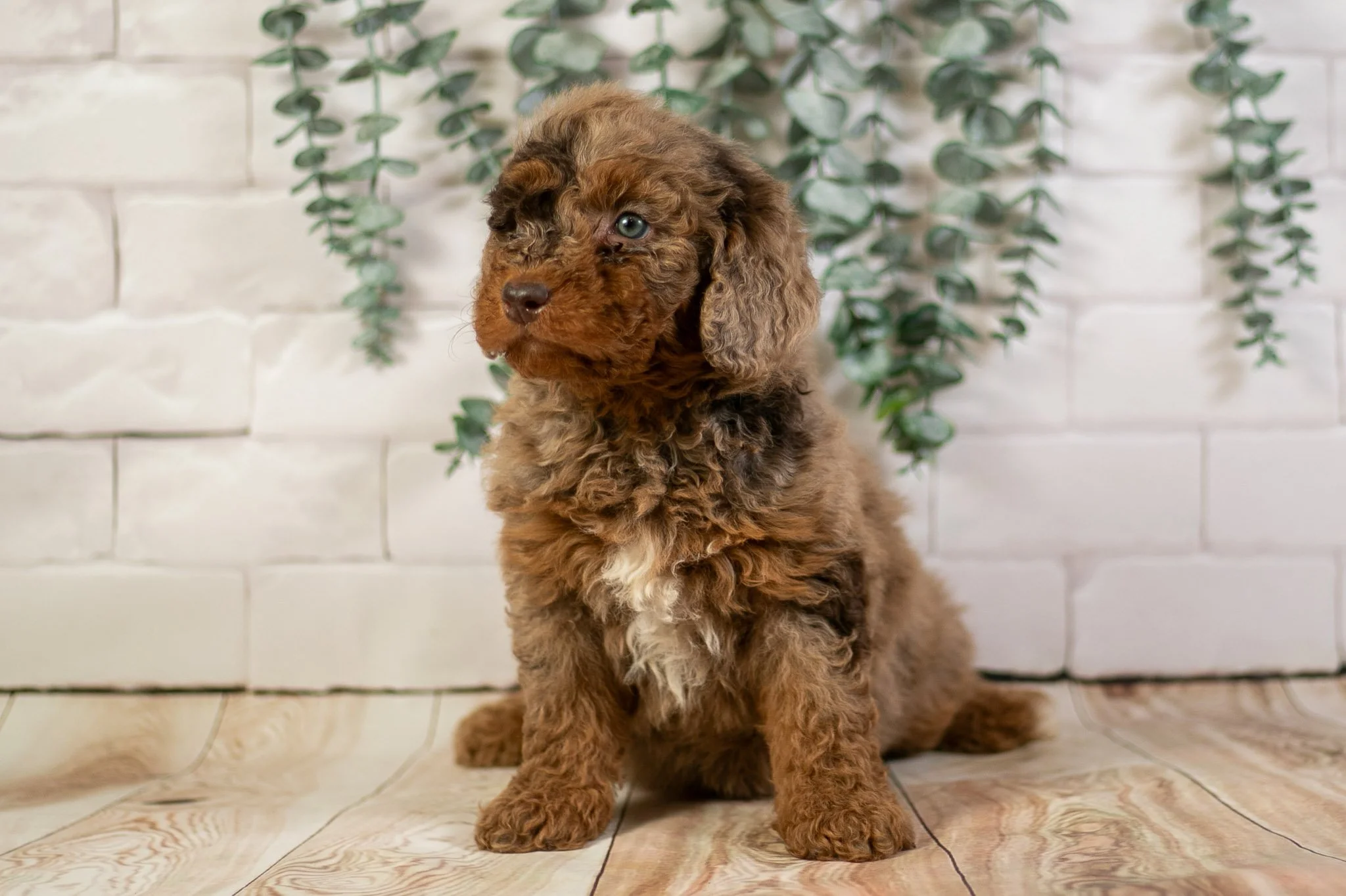 【jumelle】poodle bit coat jumelle】poodle bit coat poodle bit coat jumelle】poodle bit coat